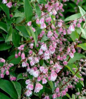 Deutzia scabra 'Codsall Pink' 